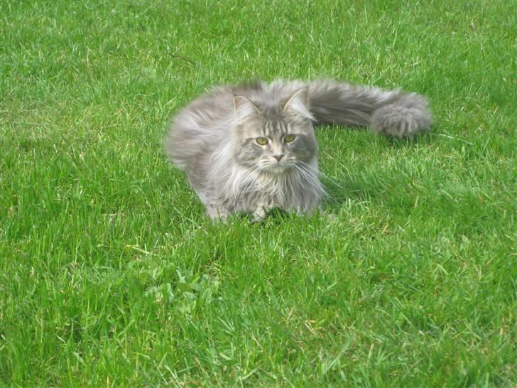 Maine Coon Nala billede 5