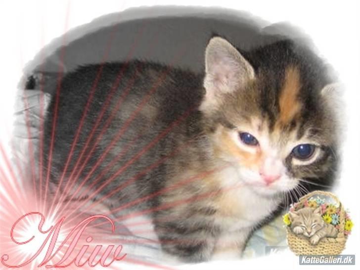 Blanding af racer miw - lavet af chalotte m herinde siger tusinde tak  billede 13