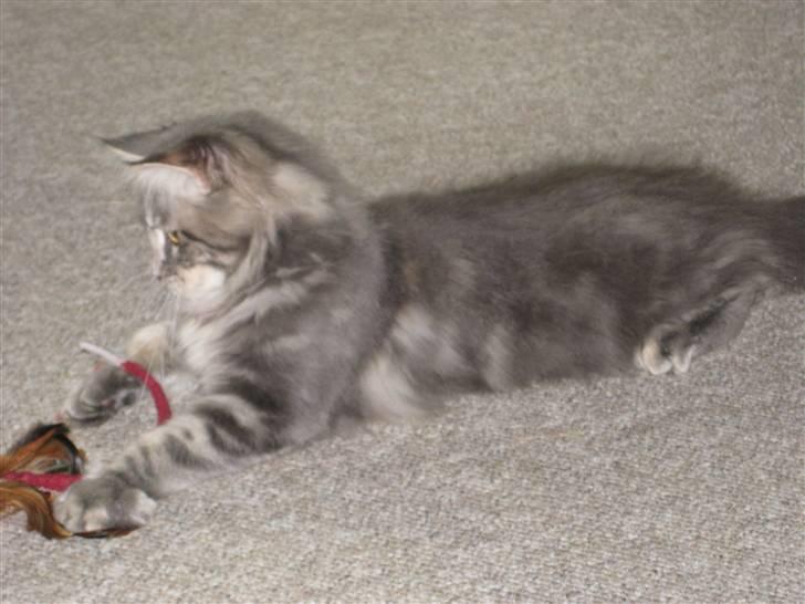 Maine Coon Nala billede 6