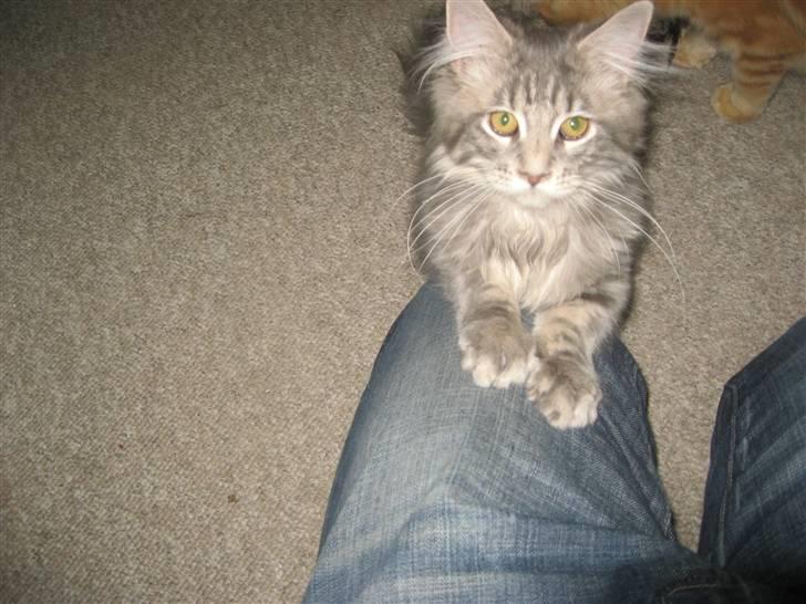 Maine Coon Nala billede 7