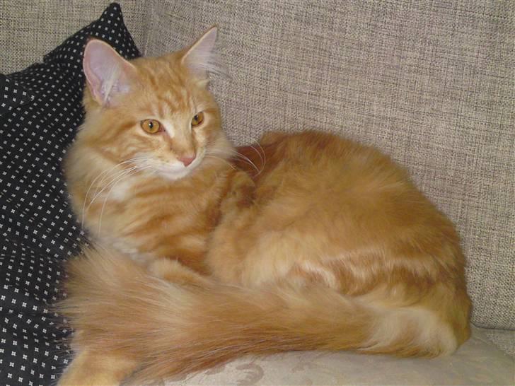 Maine Coon Simba billede 3