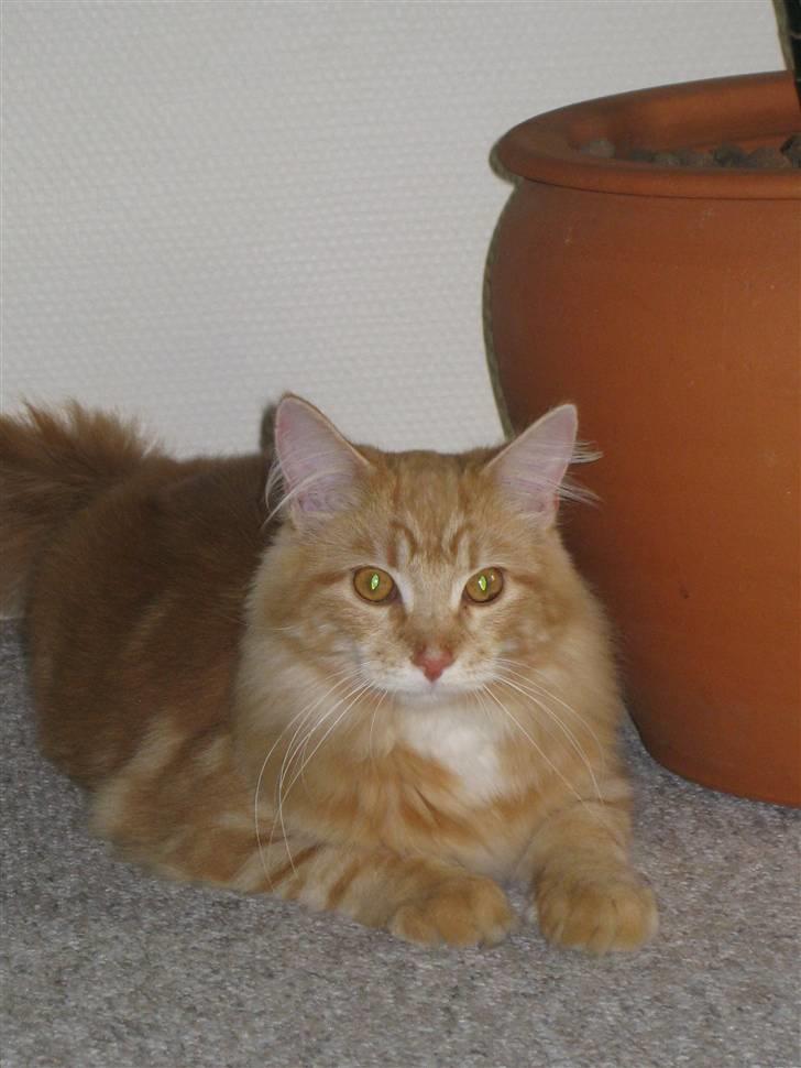 Maine Coon Simba billede 4