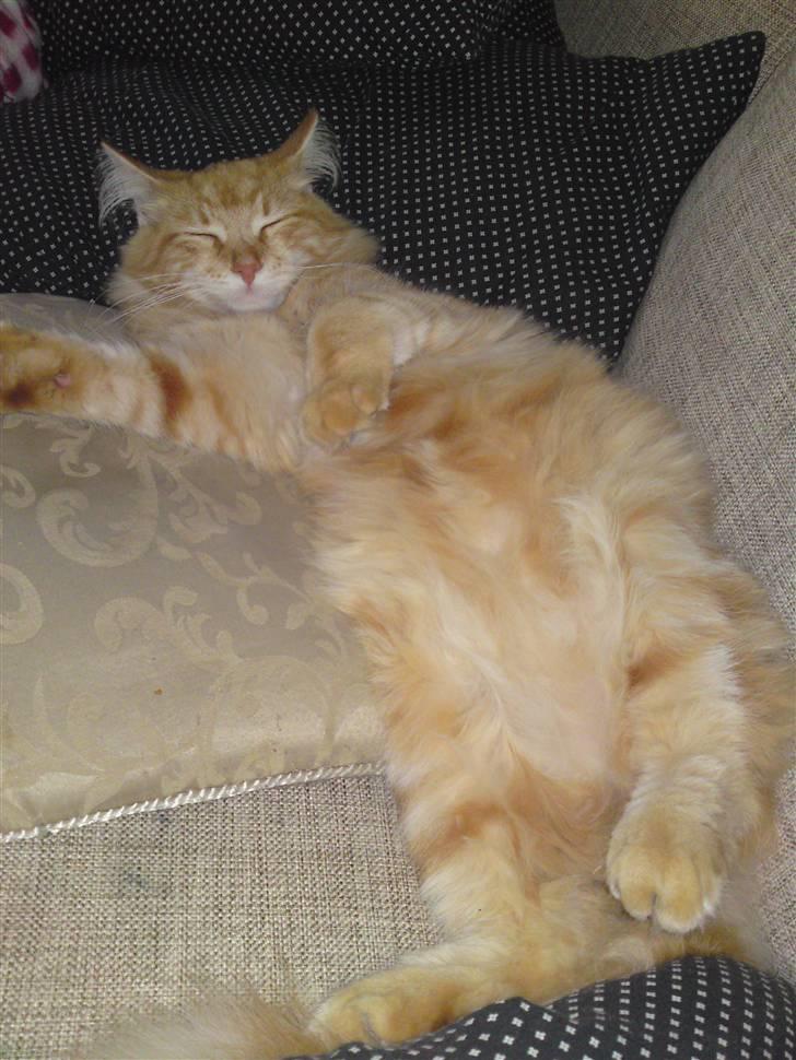 Maine Coon Simba billede 5