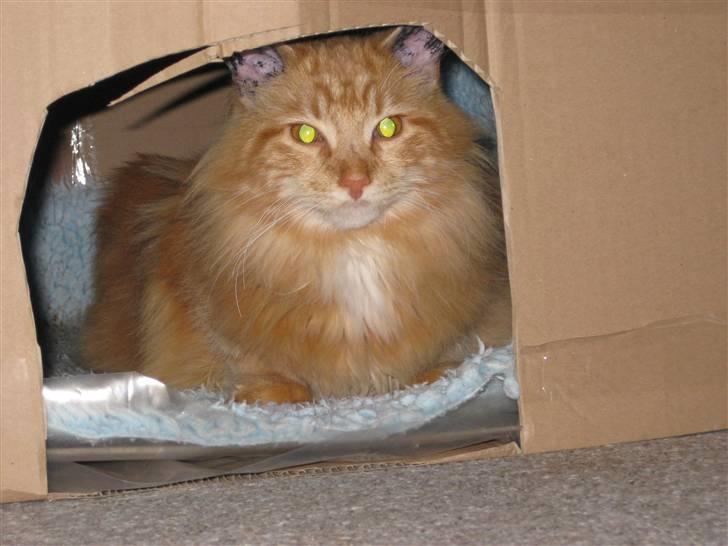 Maine Coon Simba billede 6