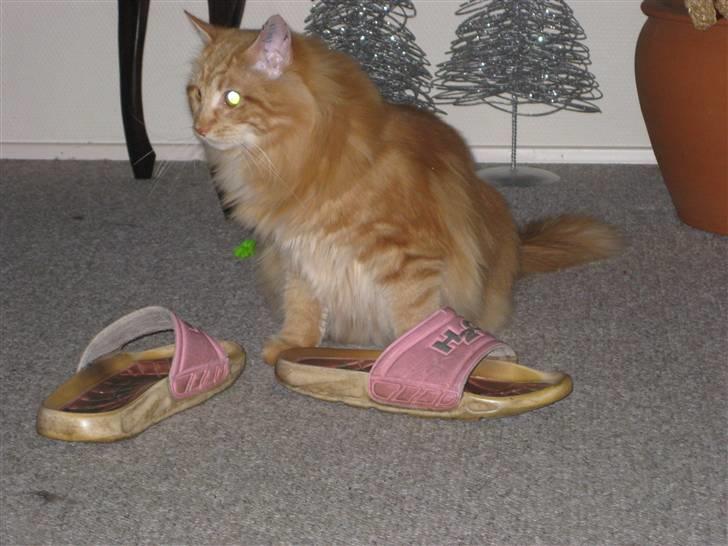 Maine Coon Simba billede 7