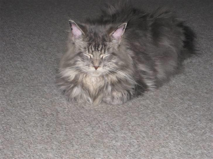 Maine Coon Nala billede 8