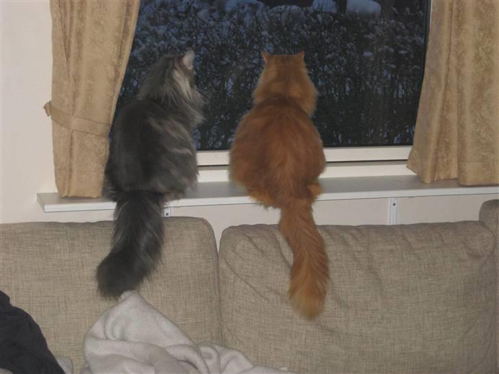 Maine Coon Nala billede 9