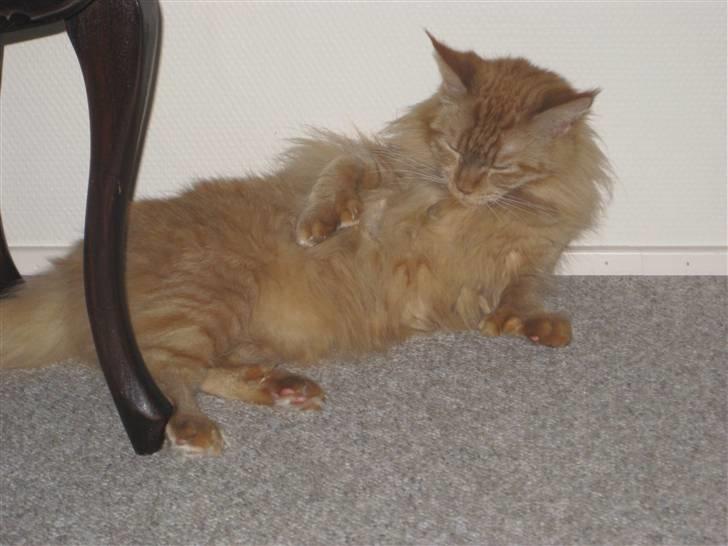 Maine Coon Chessy billede 5