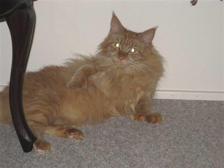 Maine Coon Chessy billede 6