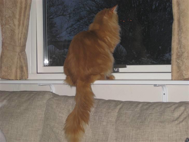 Maine Coon Simba billede 8