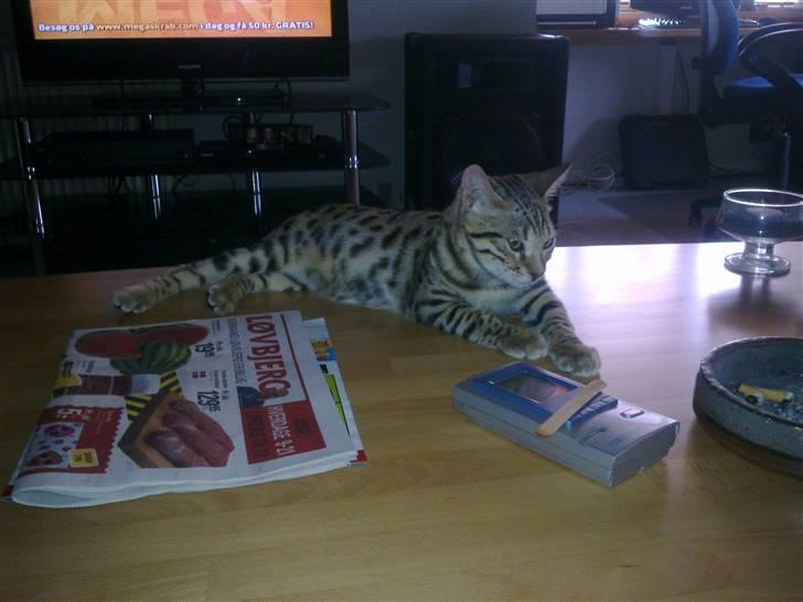 Bengal Speedy billede 9