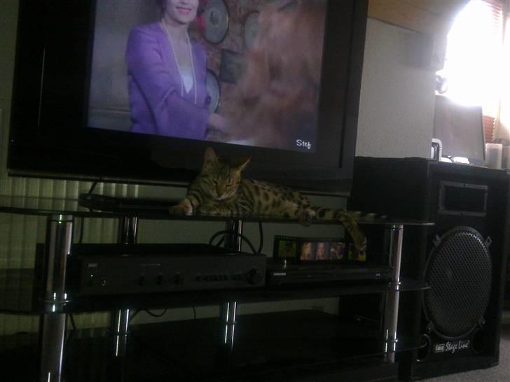 Bengal Speedy billede 10