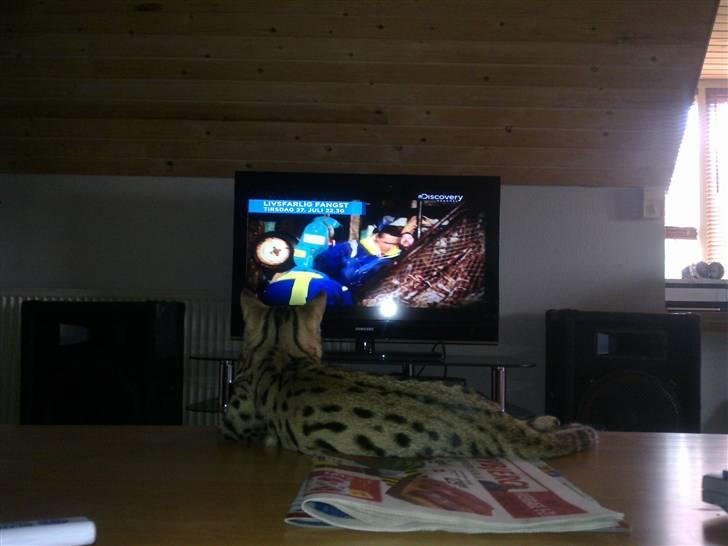 Bengal Speedy billede 11