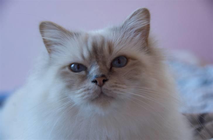 Hellig Birma Von Frey's Queenie billede 16