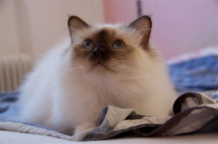 Hellig Birma DK Misling's Chloé billede 11