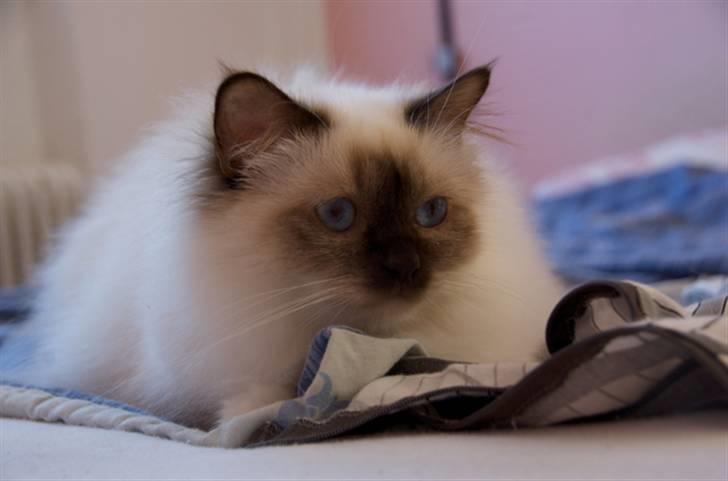 Hellig Birma DK Misling's Chloé billede 12