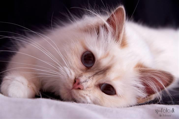 Hellig Birma DK Misling's Duffy - Billedet er taget af SP-Foto billede 1