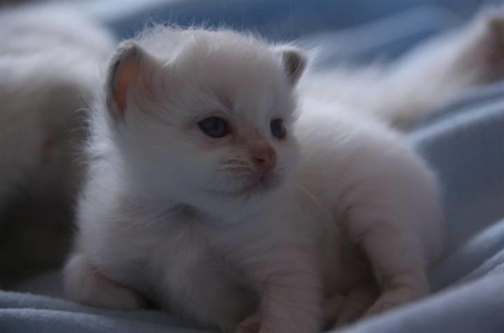 Hellig Birma DK Misling's Duffy billede 2