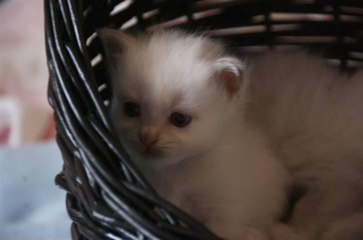 Hellig Birma DK Misling's Duffy billede 3