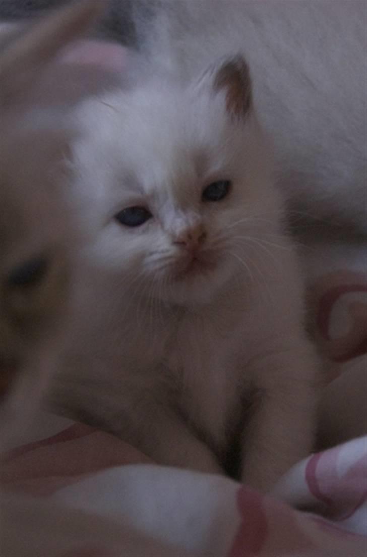 Hellig Birma DK Misling's Duffy billede 4