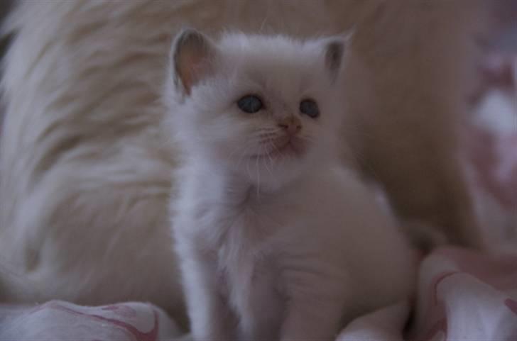 Hellig Birma DK Misling's Duffy billede 5