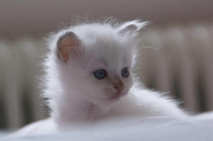 Hellig Birma DK Misling's Duffy billede 6