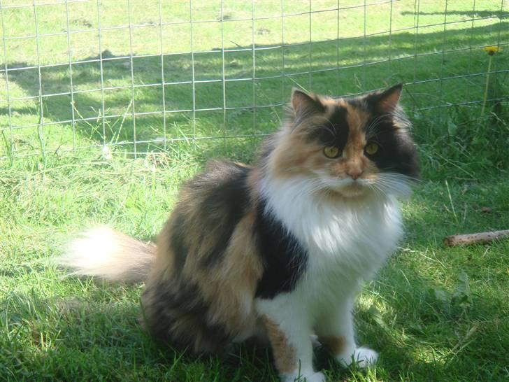 Maine Coon Nadia billede 7