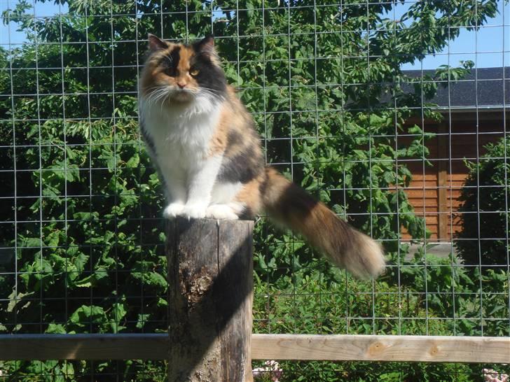 Maine Coon Nadia billede 8