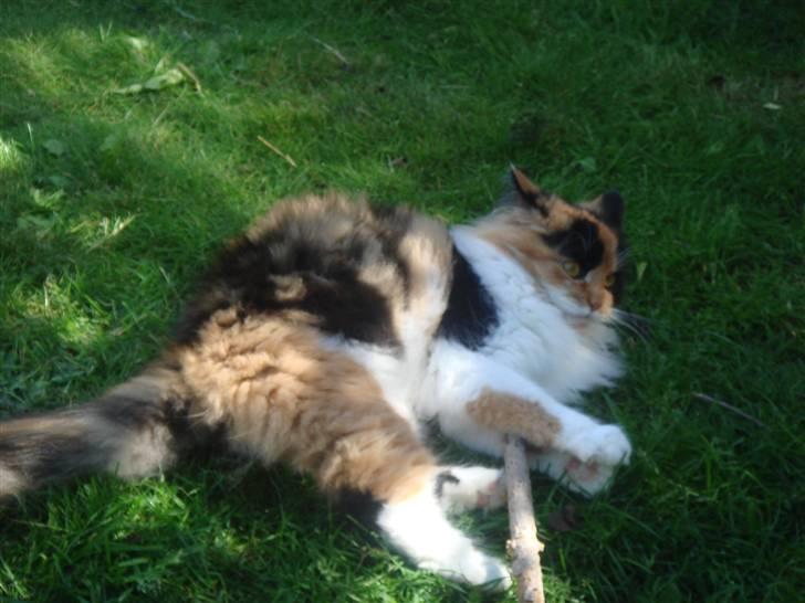 Maine Coon Nadia billede 9