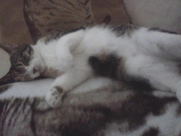 Huskat Bobby (hunkat) billede 4