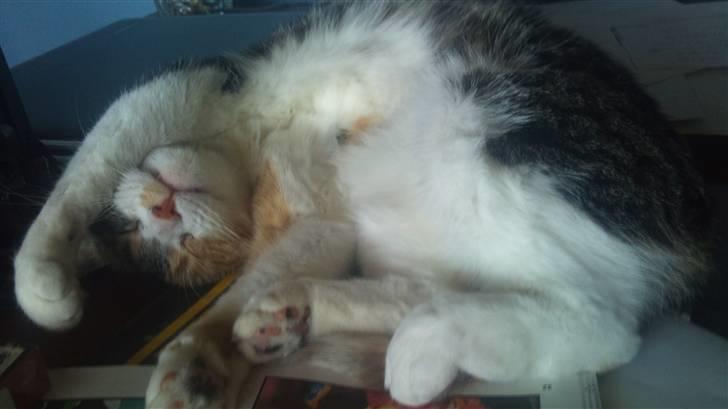 Huskat Bobby (hunkat) - Det er så hyggeligt at ligge og sove på mors papirer... billede 5