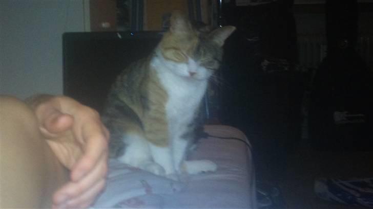 Huskat Bobby (hunkat) billede 6