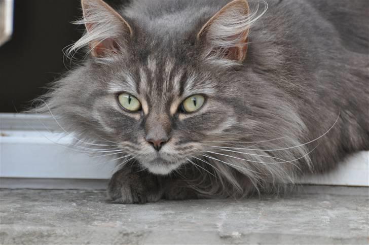 Blanding af racer Mismor billede 1