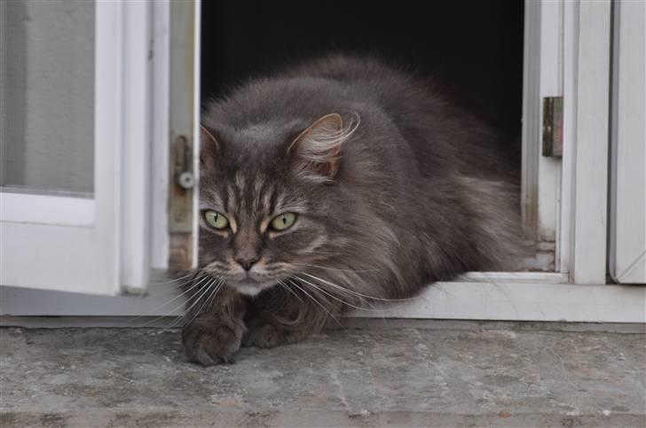 Blanding af racer Mismor - Vindueskigger billede 2