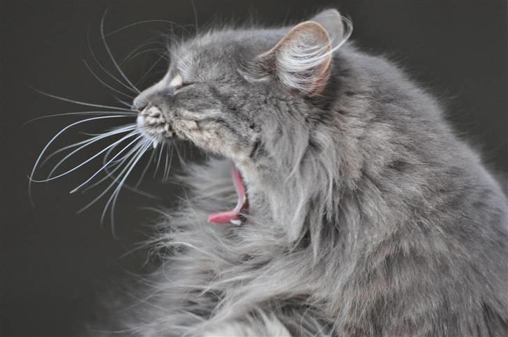 Blanding af racer Mismor - GAAABBB billede 3