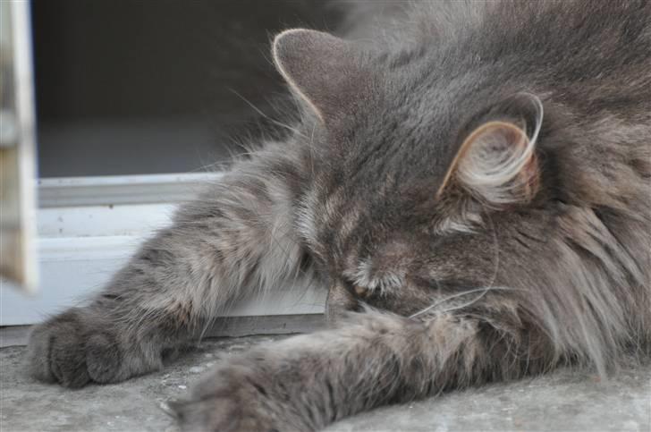 Blanding af racer Mismor - Godnat billede 4