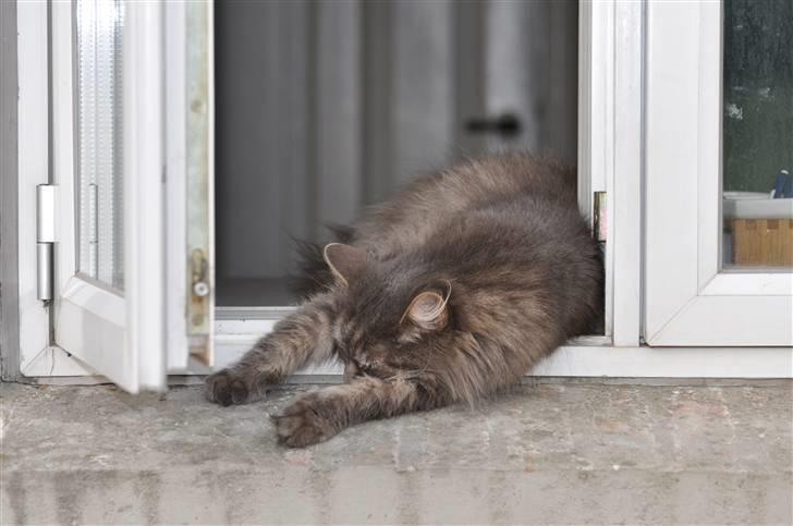 Blanding af racer Mismor - og sov godt billede 5