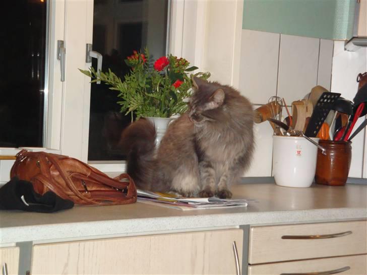 Blanding af racer Mismor - AAhhaaa - der er jo mors taske ... billede 6