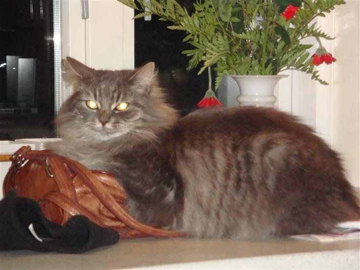 Blanding af racer Mismor - Den må jeg hellere passe pp.... billede 7