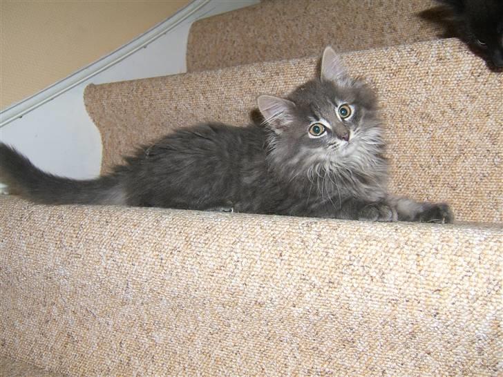 Blanding af racer Mismor - En af missemors skønne killinger. Faren var også halv norsk skovkat og halv Main Coon billede 8