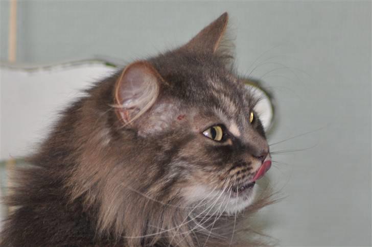 Blanding af racer Mismor - Var der nogen der snakkede om mad????? billede 9