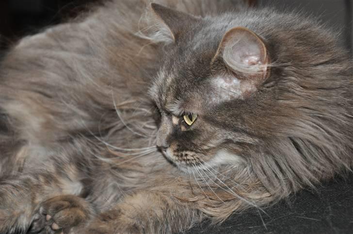 Blanding af racer Mismor - Dejligt med en lur efter maden billede 10