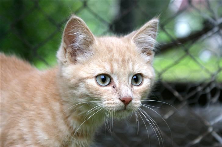 Blanding af racer Alfred billede 1