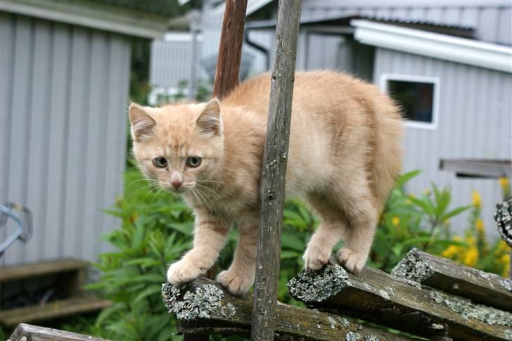 Blanding af racer Alfred billede 2