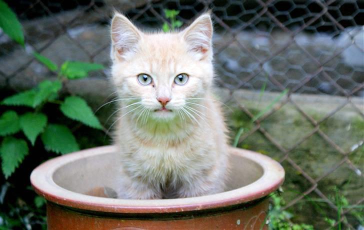 Blanding af racer Alfred billede 3