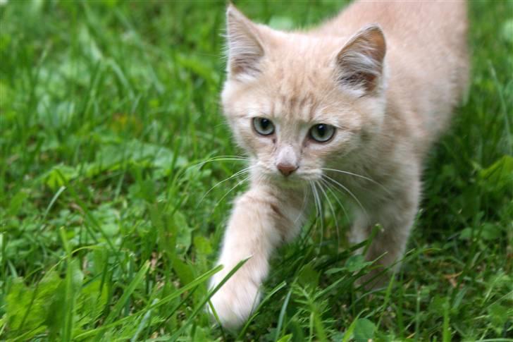 Blanding af racer Alfred billede 4