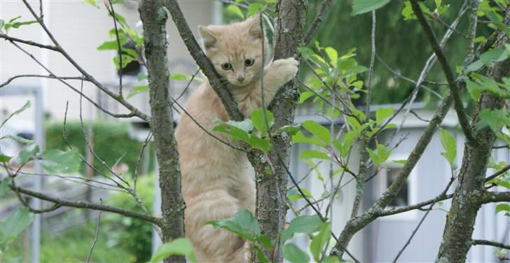 Blanding af racer Alfred billede 5