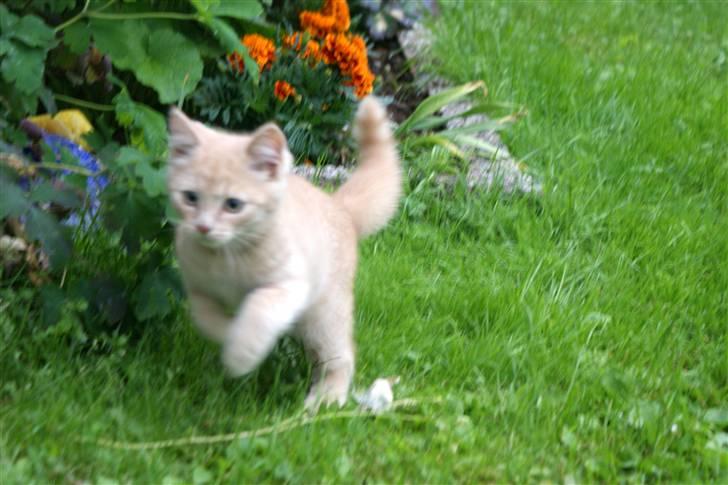 Blanding af racer Alfred billede 6