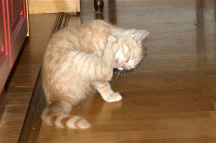 Blanding af racer Alfred billede 7