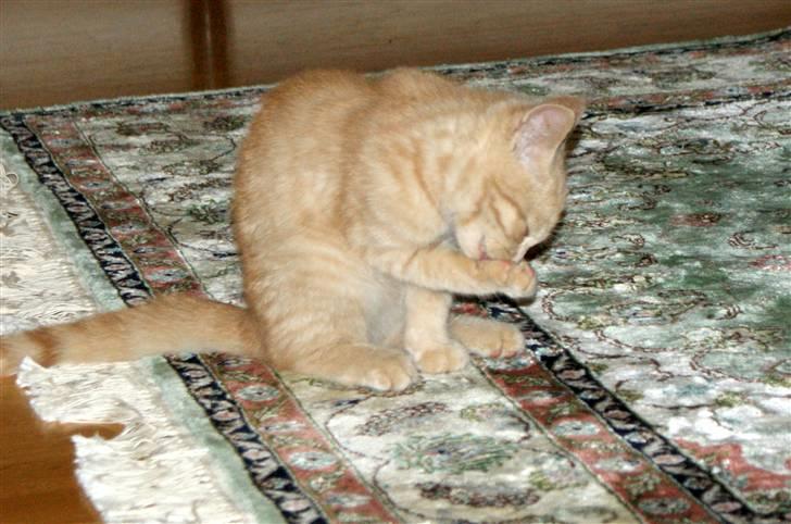 Blanding af racer Alfred billede 8